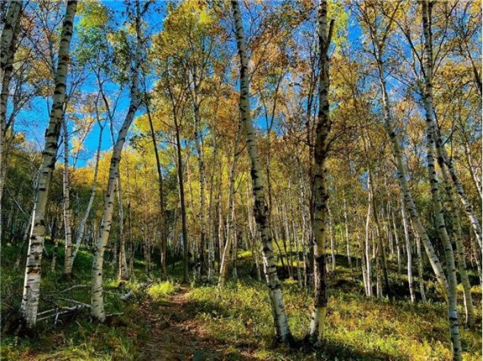 B1 歌詩(shī)繪八景打造金名片一一史家營(yíng)鄉(xiāng)開展八景詩(shī)詞采風(fēng)活動(dòng)598.png